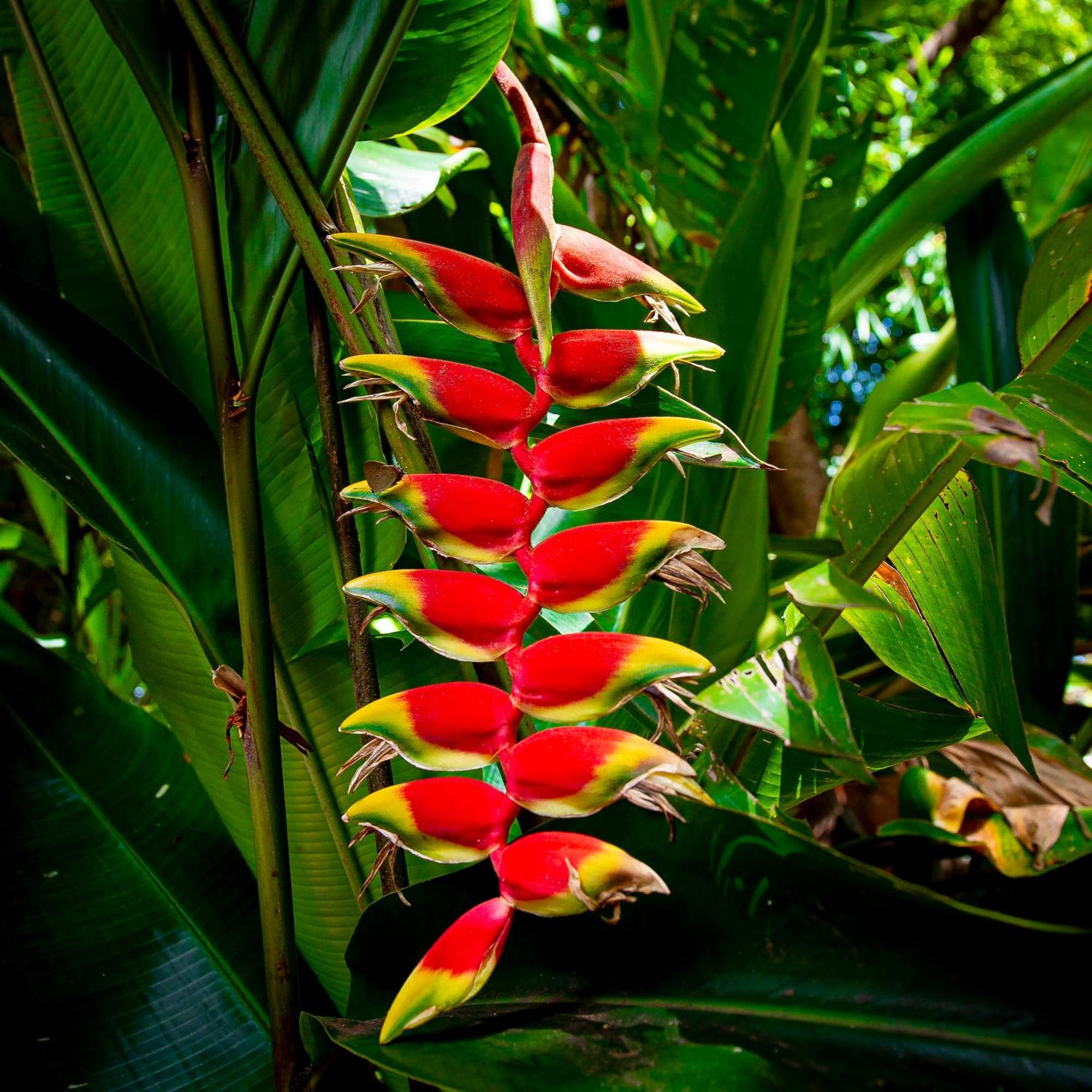 Bed and Breakfast Secret Garden Iguazu à Puerto Iguazú Extérieur photo
